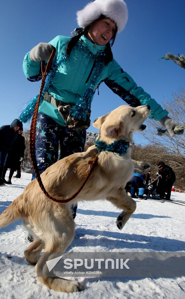 Mass competition "Draught Dogs' Fun Starts"