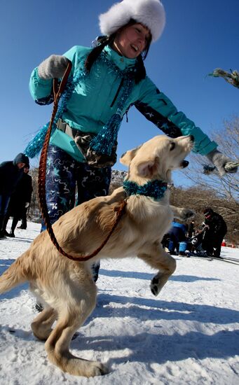 Mass competition "Draught Dogs' Fun Starts"