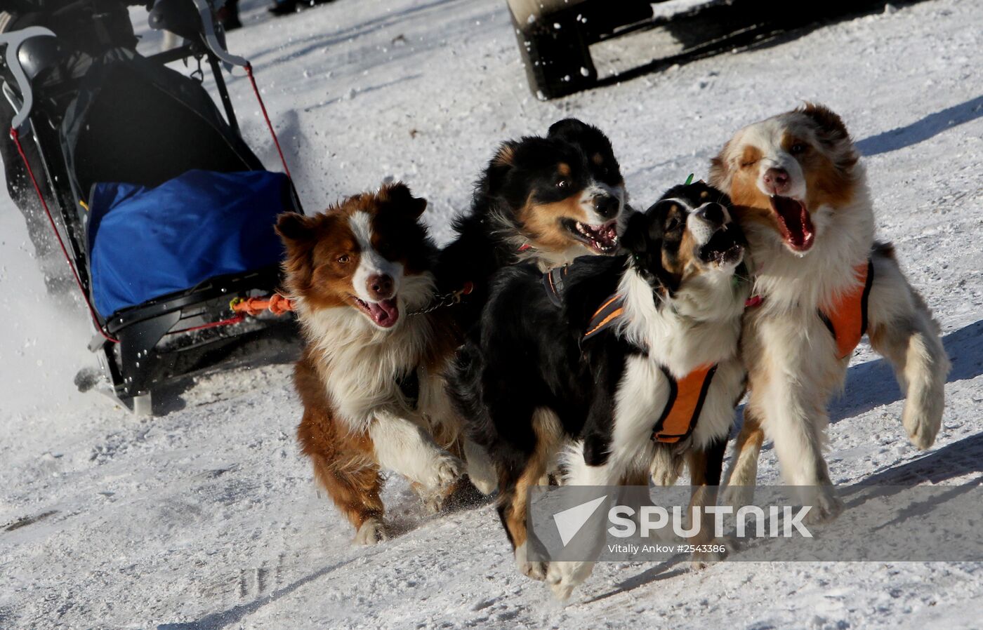 Mass competition "Draught Dogs' Fun Starts"