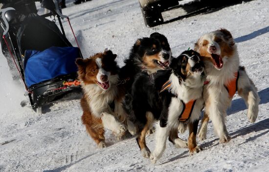 Mass competition "Draught Dogs' Fun Starts"