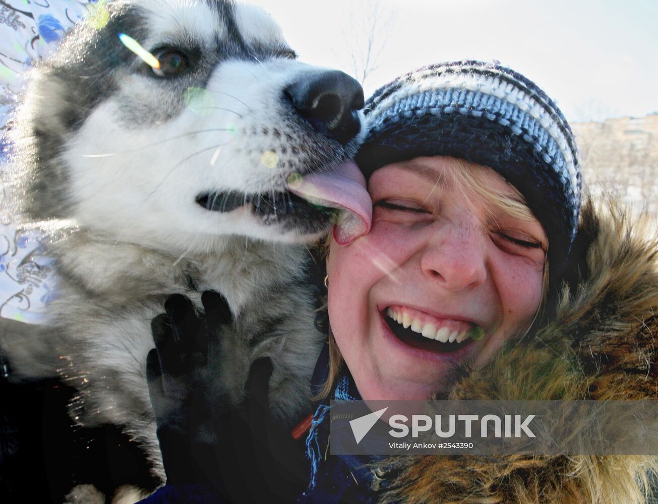 Mass competition "Draught Dogs' Fun Starts"