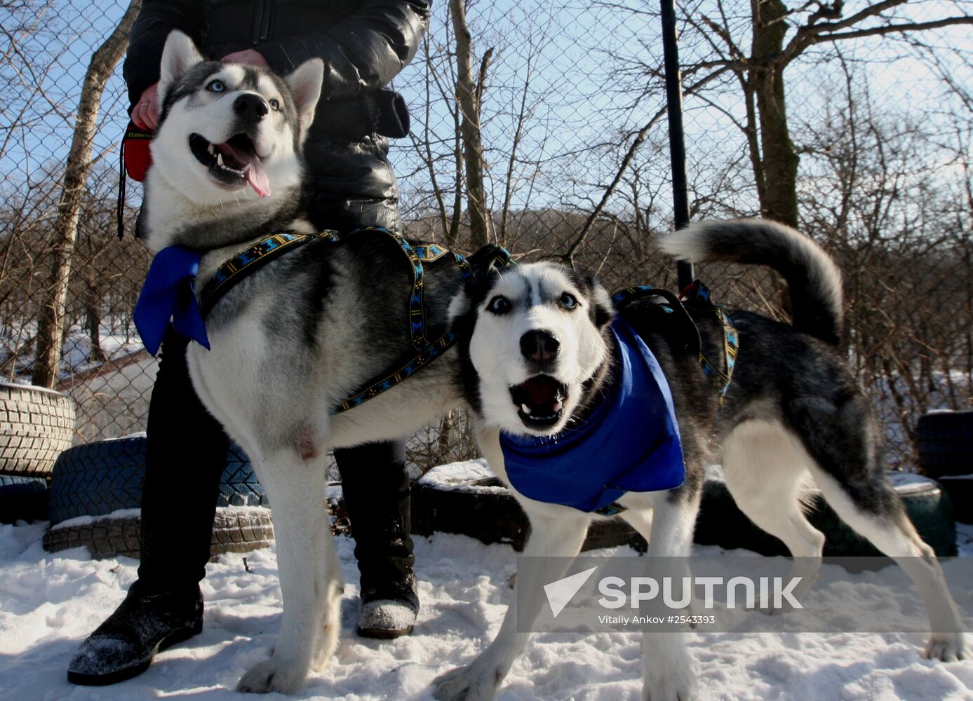 Mass competition "Draught Dogs' Fun Starts"