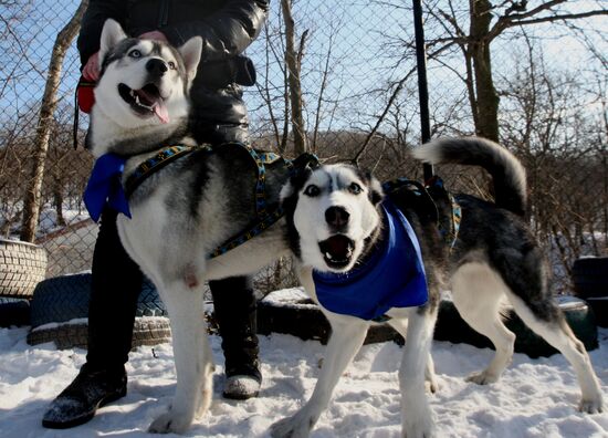 Mass competition "Draught Dogs' Fun Starts"