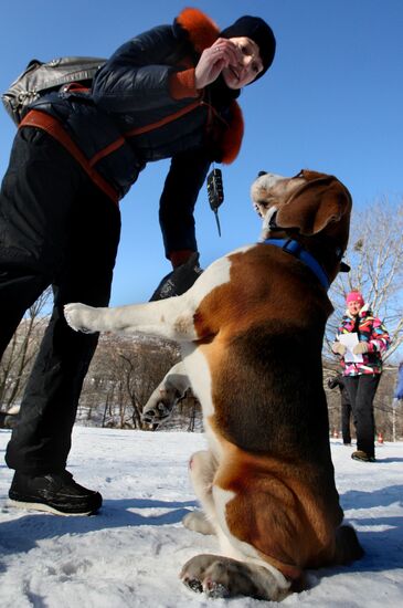 Mass competition "Draught Dogs' Fun Starts"