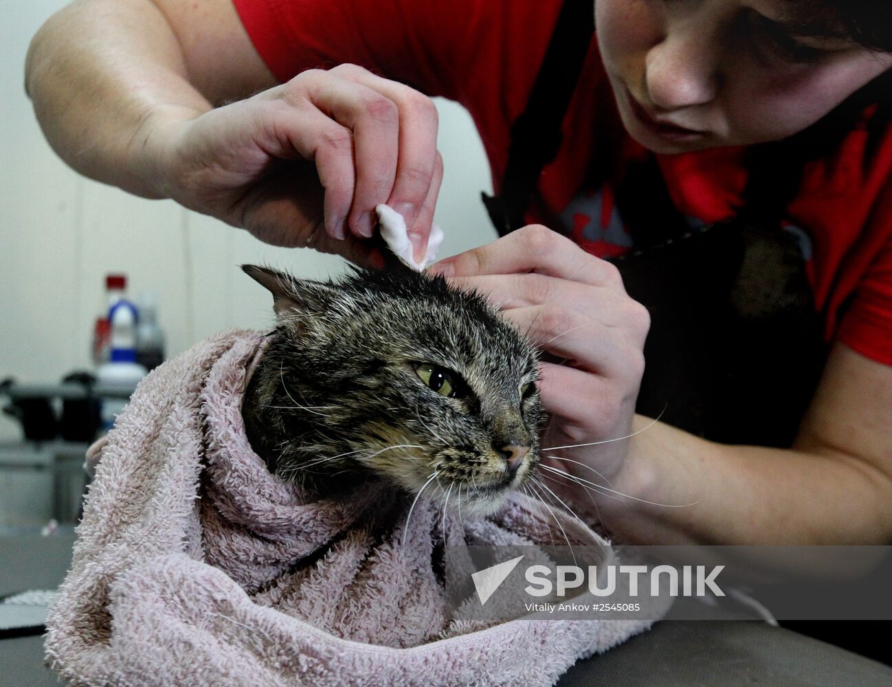 Cat Matroska visits grooming salon The Feline Realm
