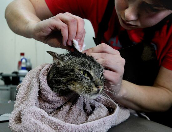 Cat Matroska visits grooming salon The Feline Realm