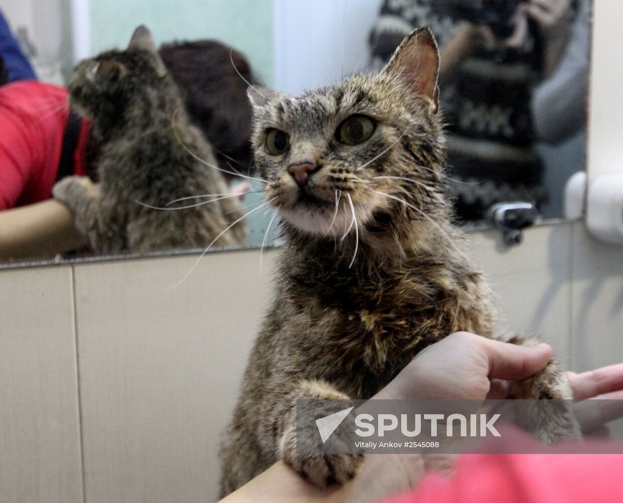 Cat Matroska visits grooming salon The Feline Realm