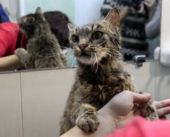 Cat Matroska visits grooming salon The Feline Realm