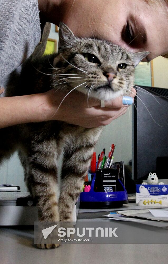 Cat Matroska visits grooming salon The Feline Realm