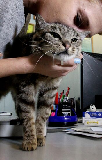 Cat Matroska visits grooming salon The Feline Realm