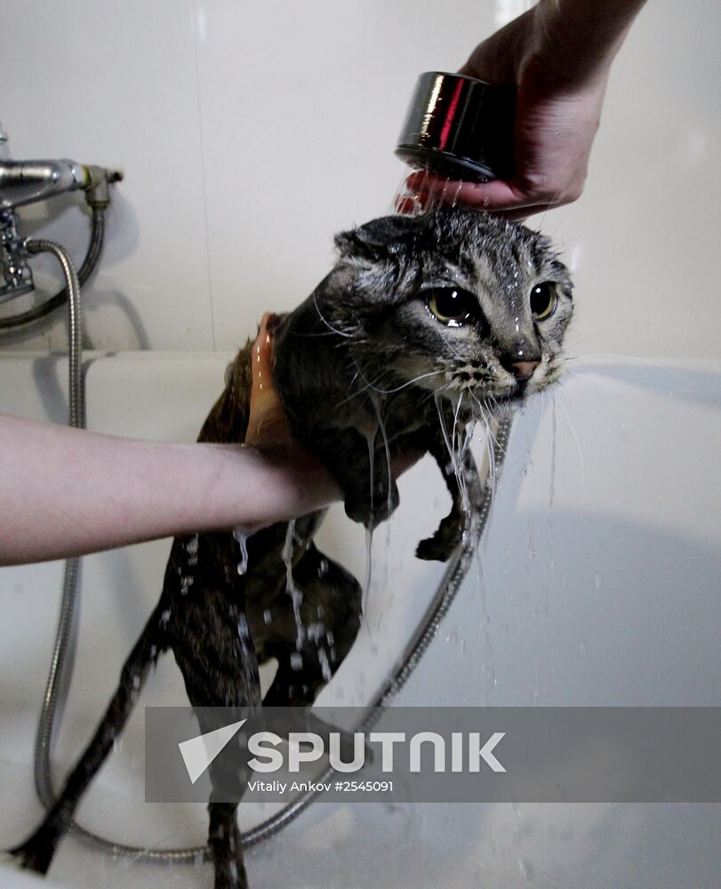 Cat Matroska visits grooming salon The Feline Realm