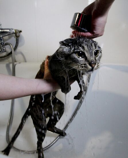 Cat Matroska visits grooming salon The Feline Realm