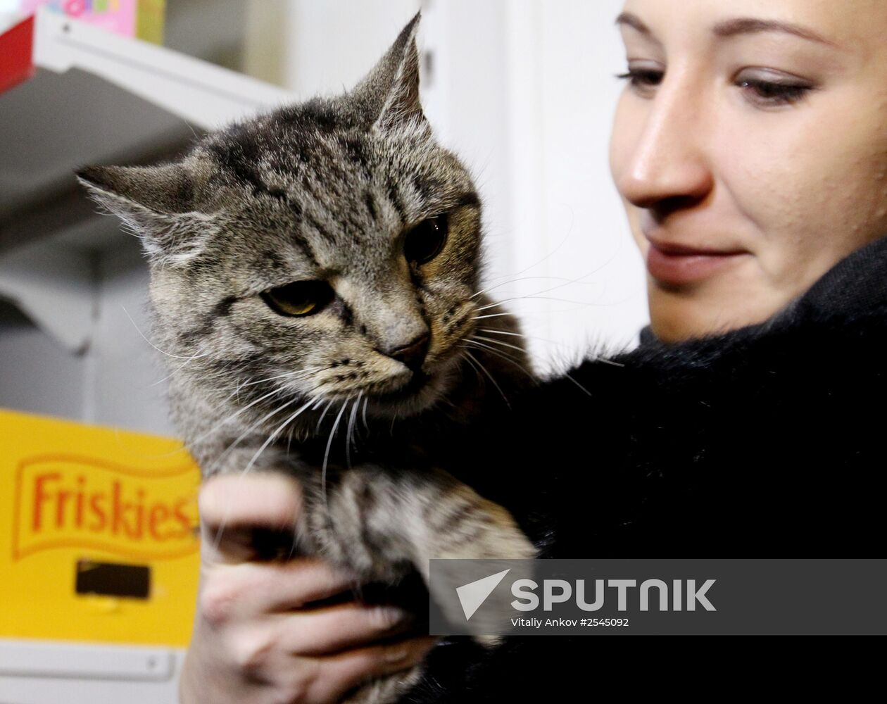Cat Matroska visits grooming salon The Feline Realm