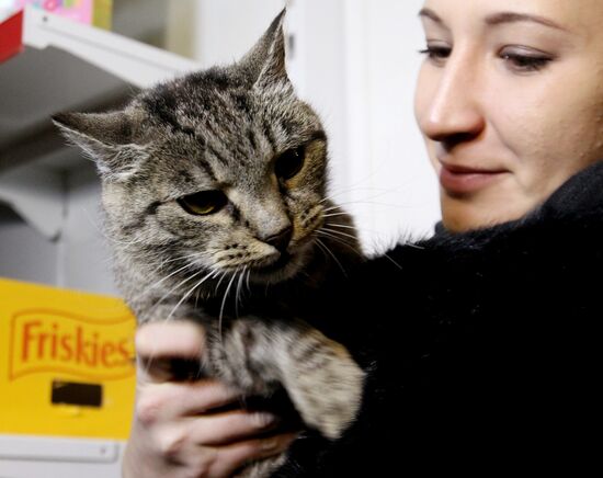 Cat Matroska visits grooming salon The Feline Realm