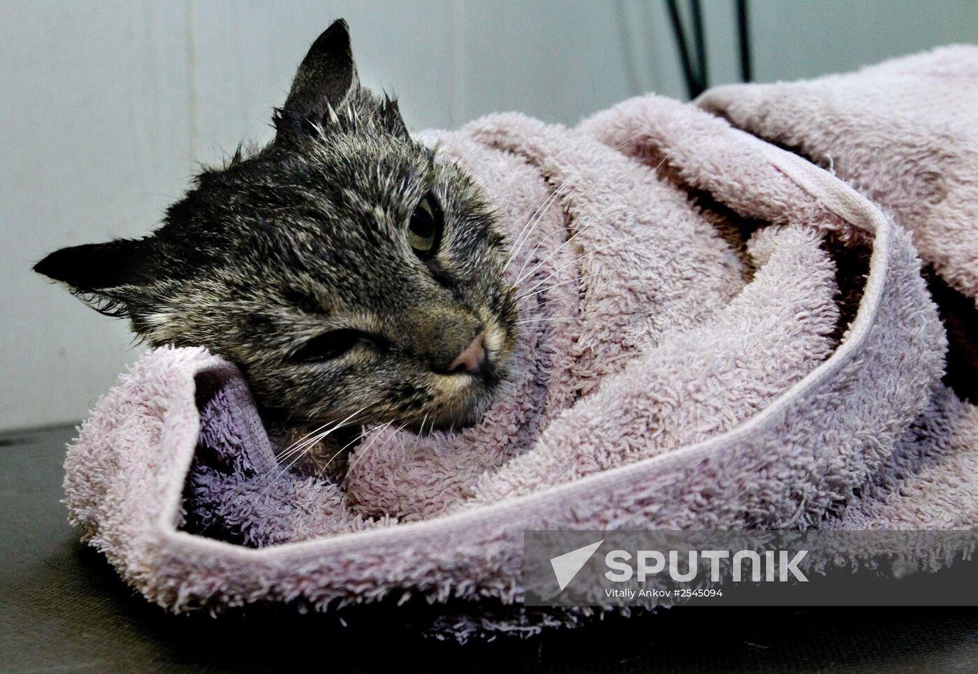 Cat Matroska visits grooming salon The Feline Realm