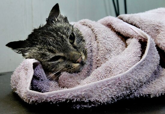 Cat Matroska visits grooming salon The Feline Realm