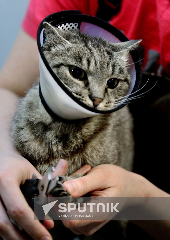 Cat Matroska visits grooming salon The Feline Realm