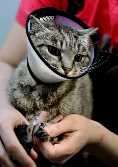 Cat Matroska visits grooming salon The Feline Realm