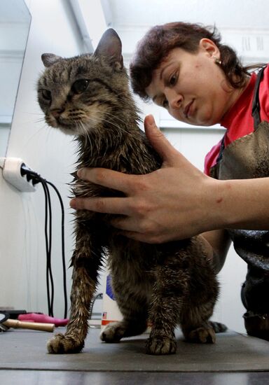 Cat Matroska visits grooming salon The Feline Realm
