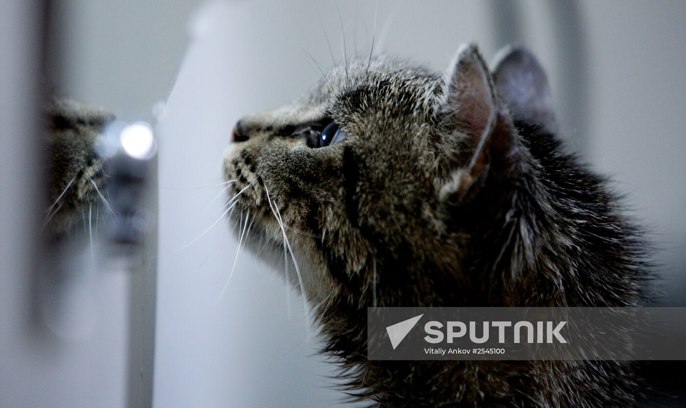 Cat Matroska visits grooming salon The Feline Realm