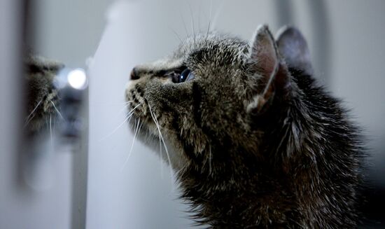 Cat Matroska visits grooming salon The Feline Realm