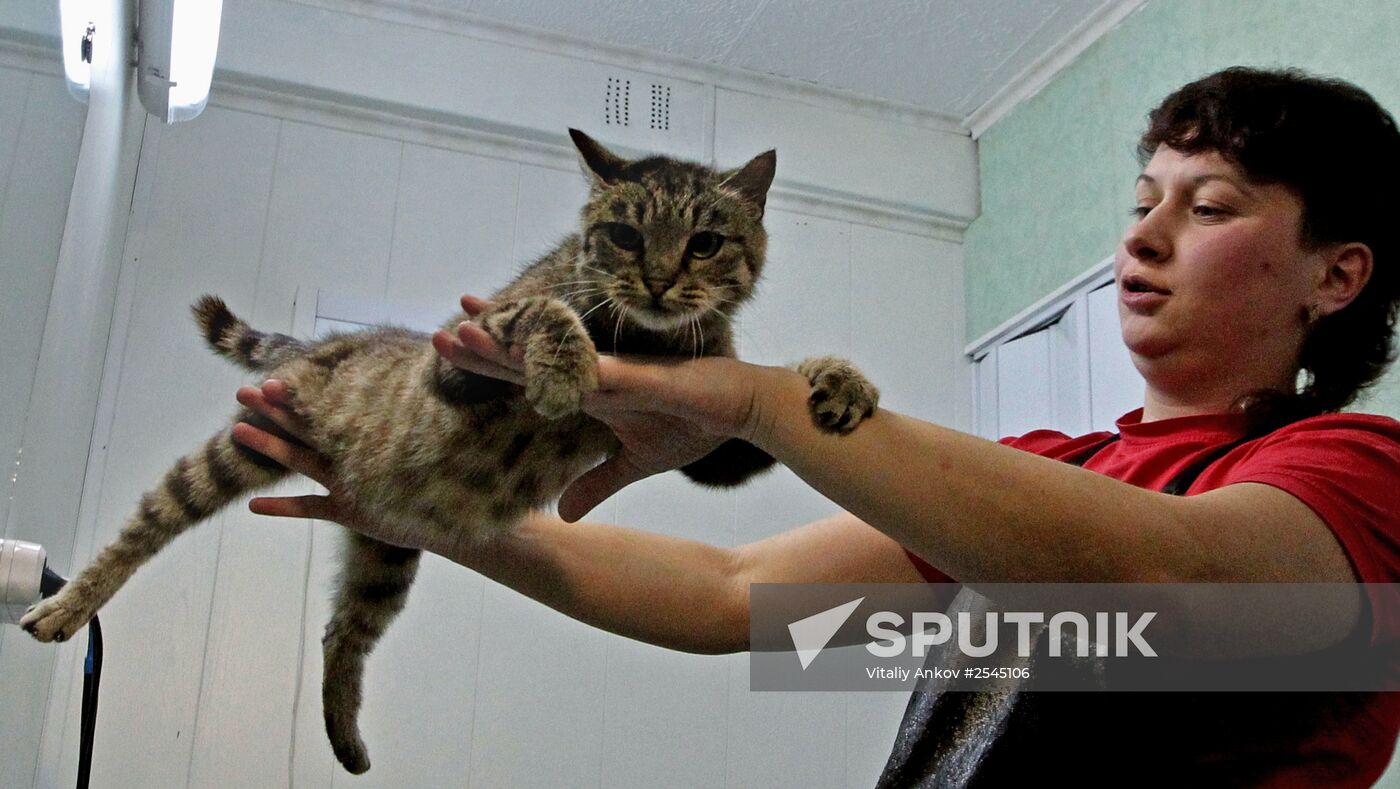 Cat Matroska visits grooming salon The Feline Realm