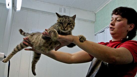 Cat Matroska visits grooming salon The Feline Realm