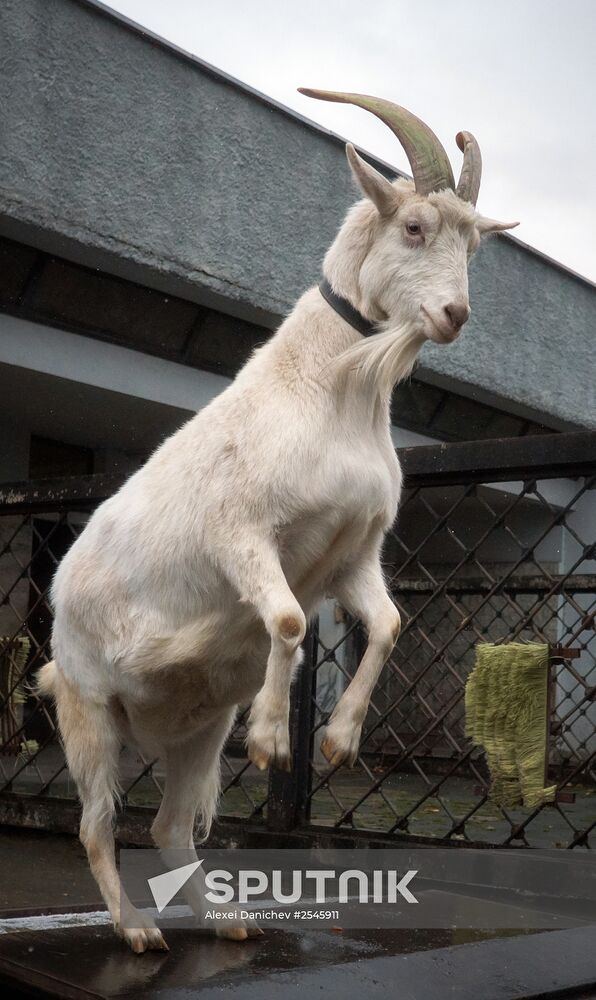 Leningrad Zoo
