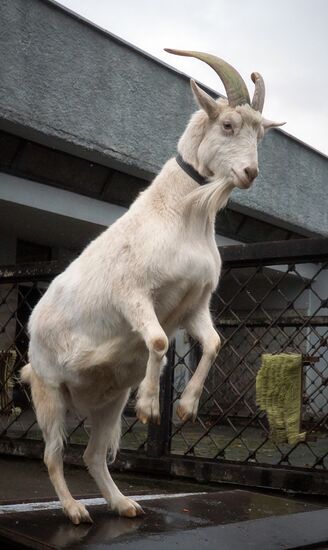 Leningrad Zoo