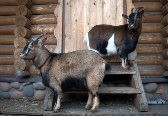 Leningrad Zoo