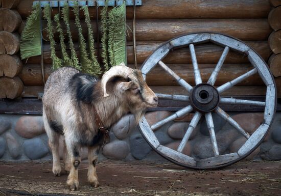 Leningrad Zoo