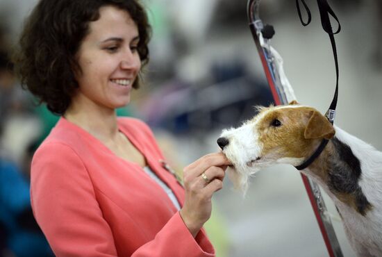 Golden Collar dog show in Moscow