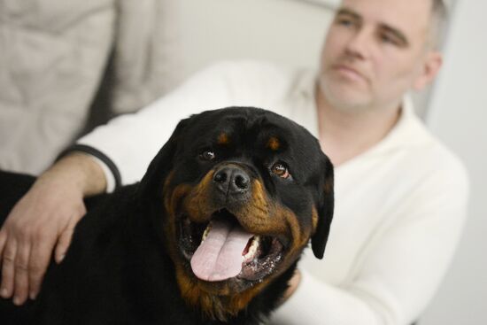 Golden Collar dog show in Moscow