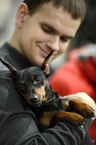 Golden Collar dog show in Moscow
