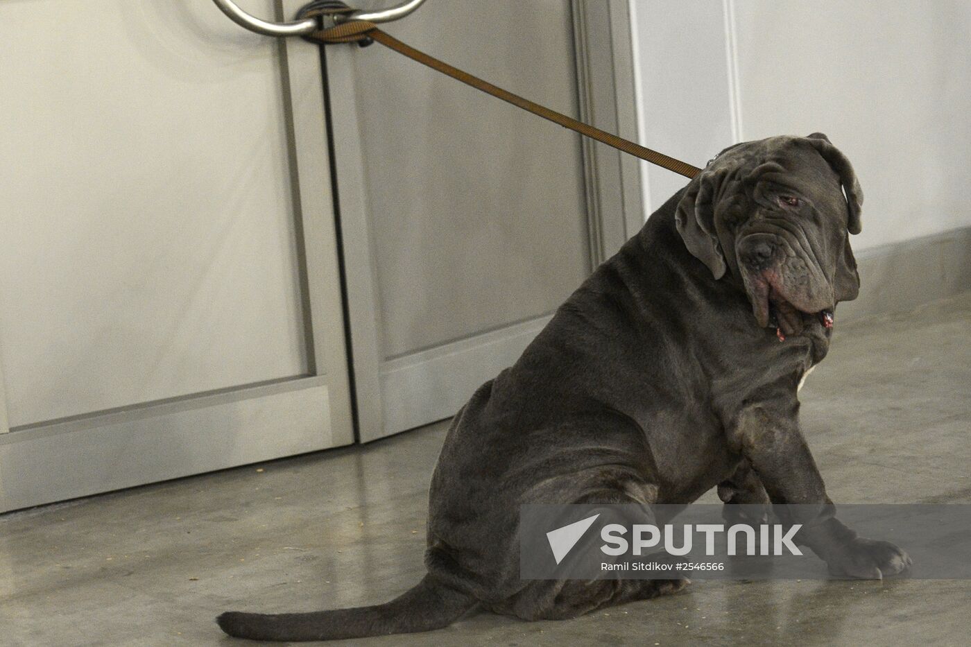 Golden Collar dog show in Moscow