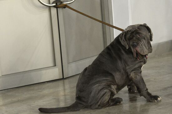 Golden Collar dog show in Moscow