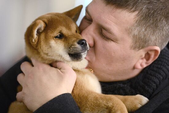 Golden Collar dog show in Moscow