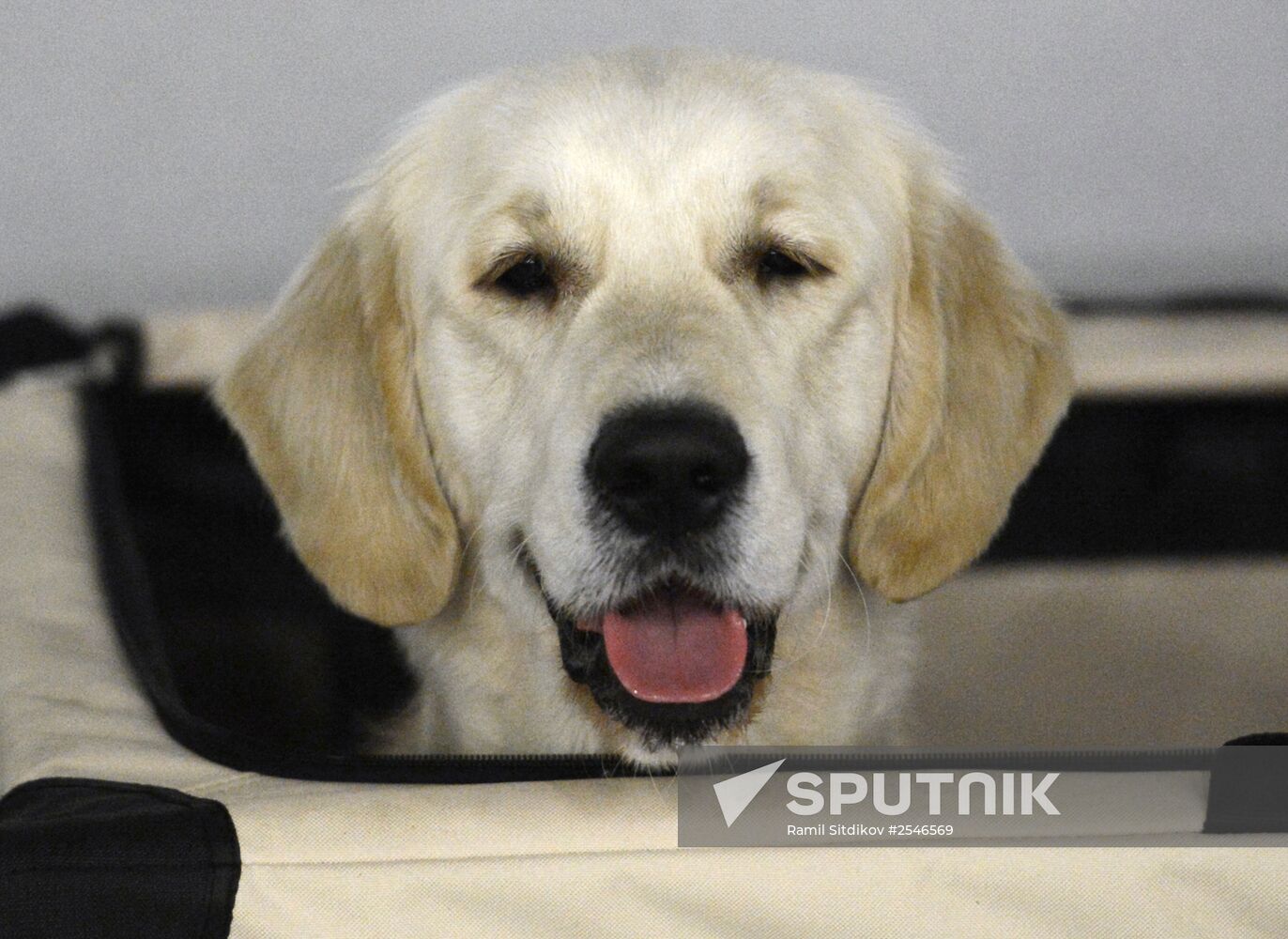Golden Collar dog show in Moscow