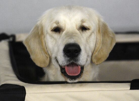 Golden Collar dog show in Moscow