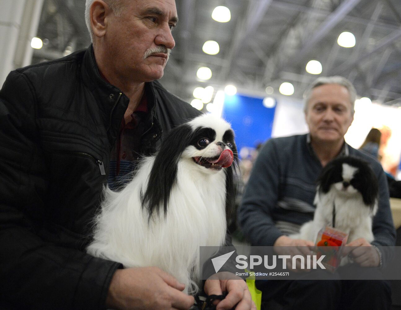 Golden Collar dog show in Moscow