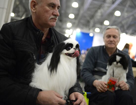 Golden Collar dog show in Moscow
