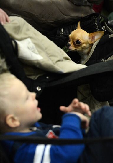 Golden Collar dog show in Moscow