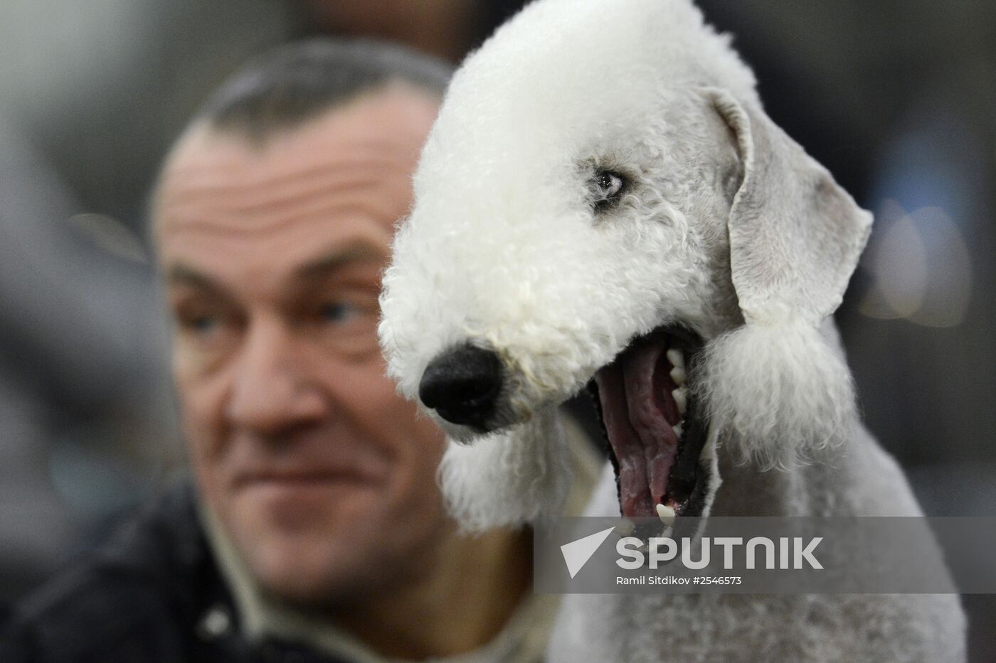 Golden Collar dog show in Moscow