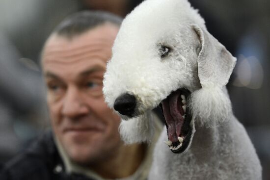 Golden Collar dog show in Moscow