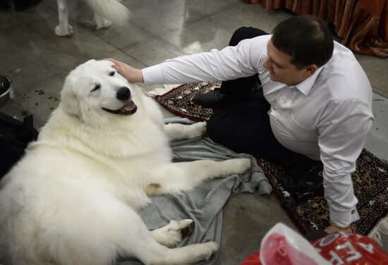 Golden Collar dog show in Moscow