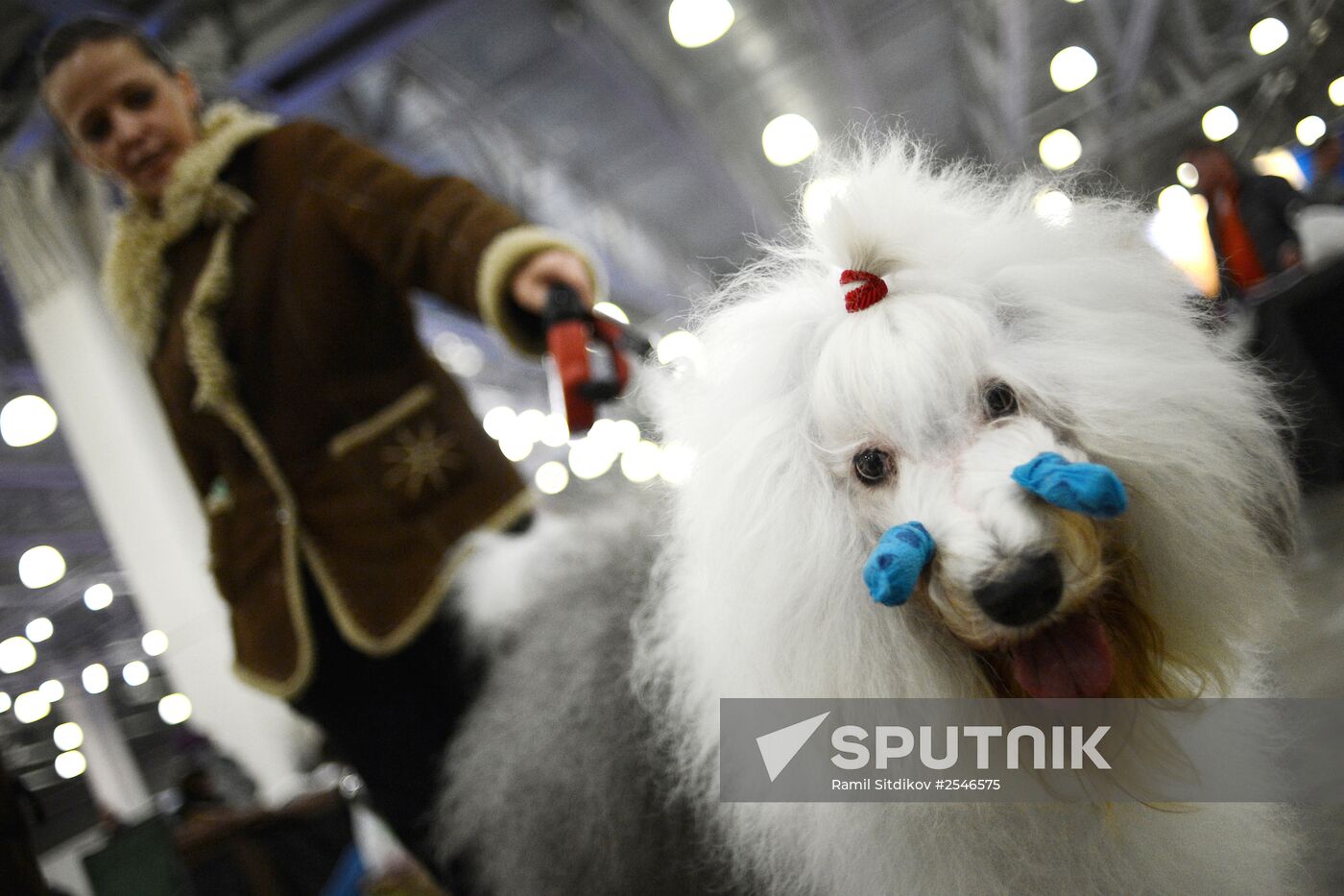 Golden Collar dog show in Moscow