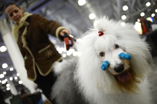 Golden Collar dog show in Moscow