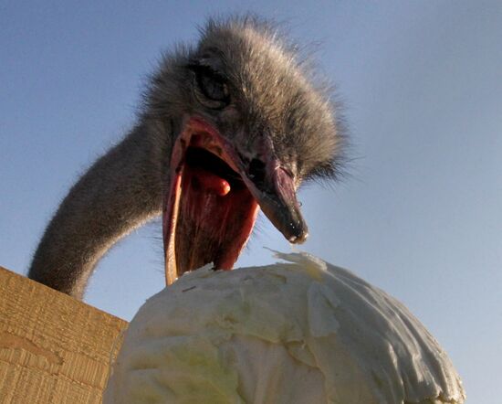 Family mini zoo outside Ussiriysk