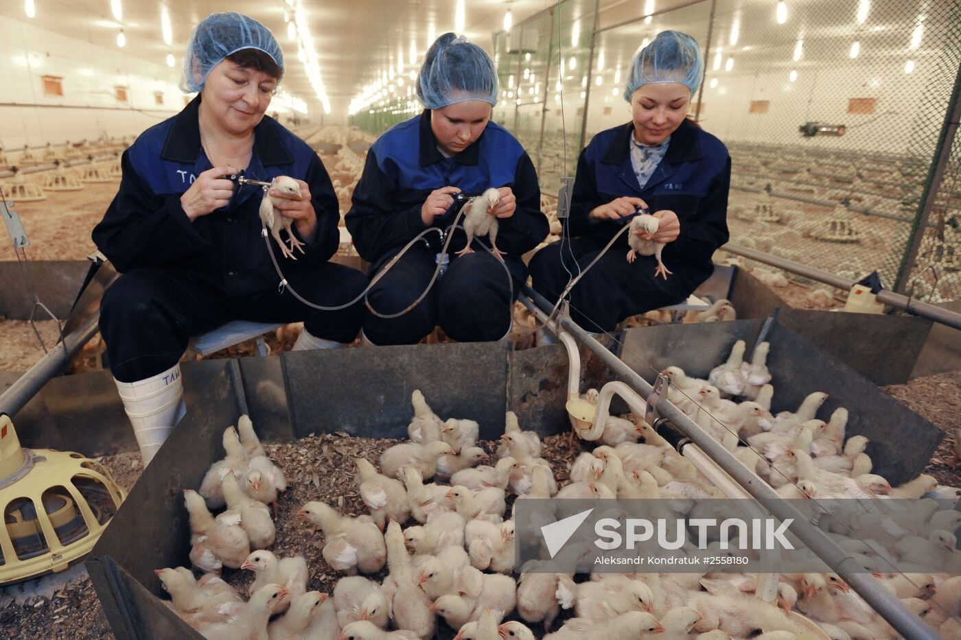 Nagaybaksky poultry complex in Chelyabinsk region