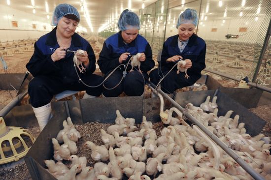 Nagaybaksky poultry complex in Chelyabinsk region